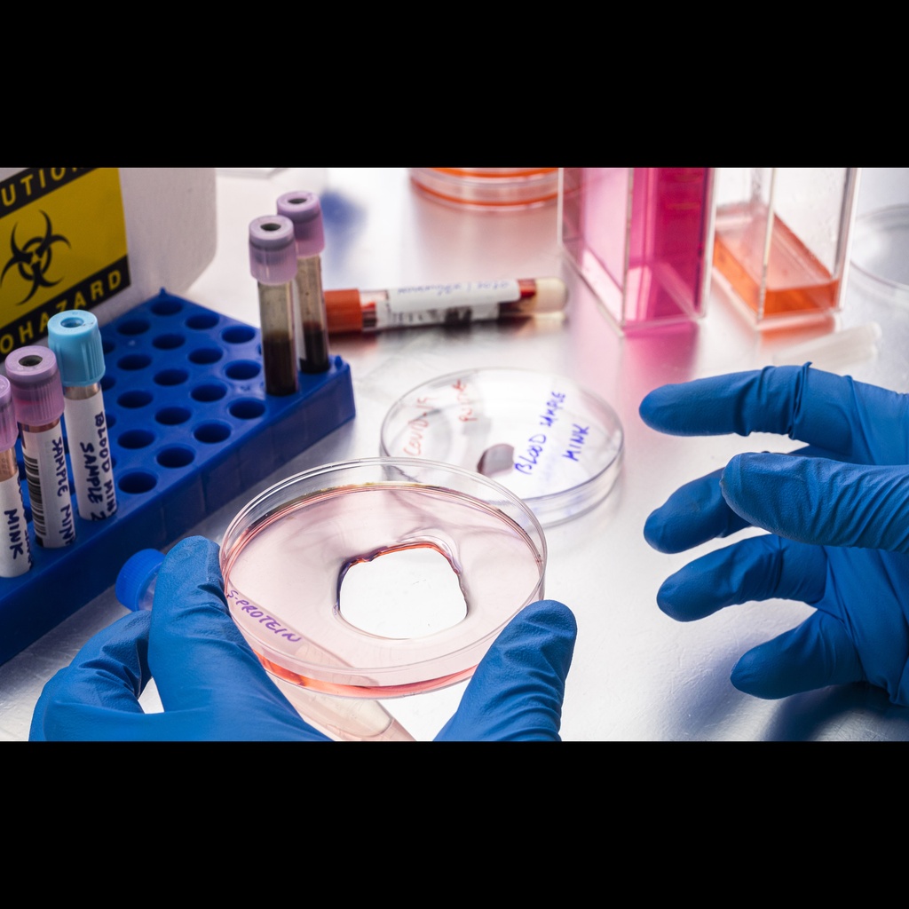 Mouse E. Coli Recombinant Alpha Synuclein Protein, Full length, E. coli expression, Untagged   100 ug